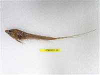 藏品(日本(魚銜))的圖片